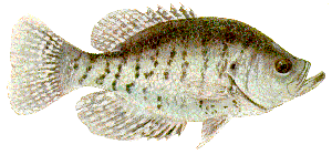 Mwcrappie
